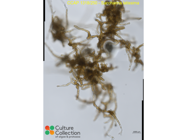 Saccharina latissima