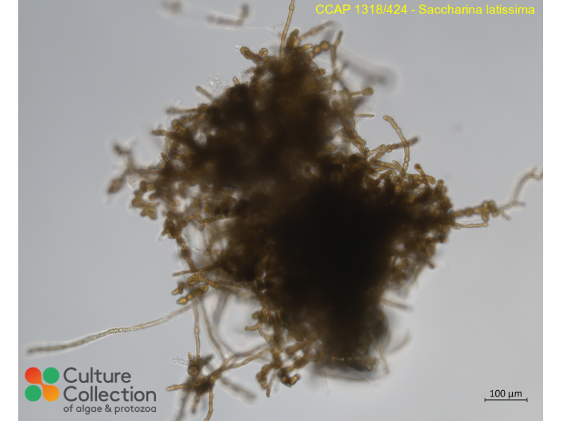 Saccharina latissima