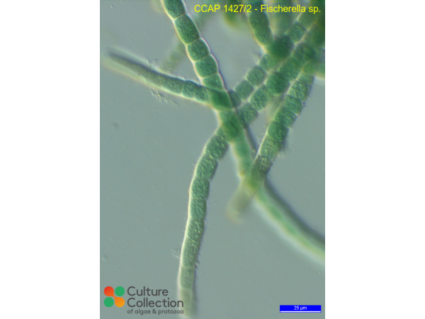 Fischerella sp.