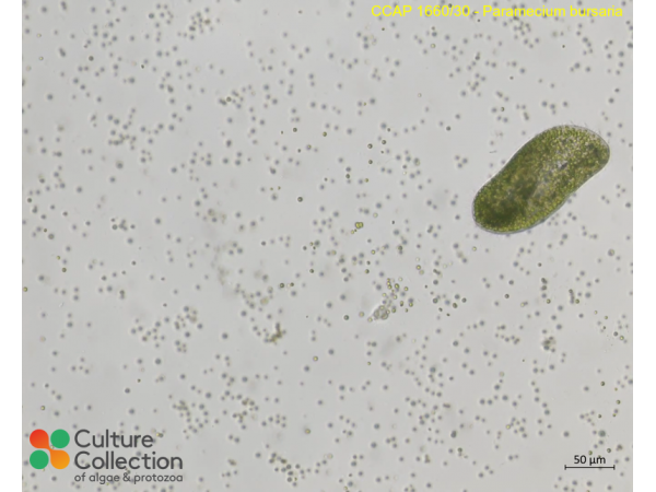 Paramecium bursaria
