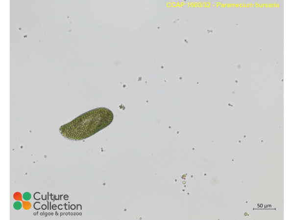 Paramecium bursaria Paramecium bursaria