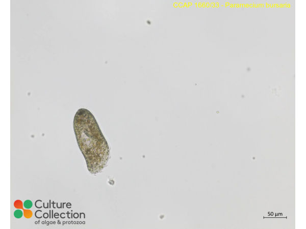 Paramecium tetratobursaria