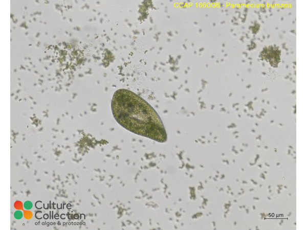 Paramecium deuterobursaria