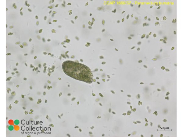 Paramecium bursaria