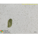 Paramecium bursaria