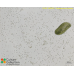 Paramecium bursaria