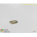 Paramecium tetratobursaria