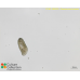 Paramecium tetratobursaria