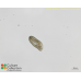 Paramecium tetratobursaria