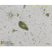 Paramecium deuterobursaria