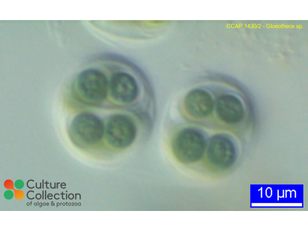 Gloeothece sp.