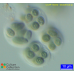 Gloeothece sp.