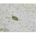 Paramecium bursaria