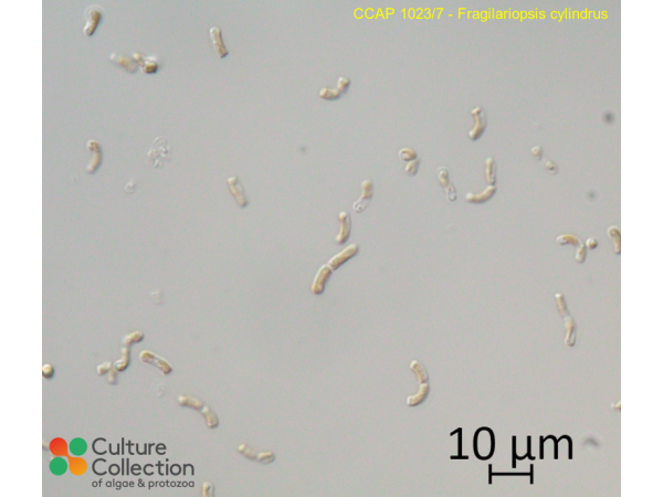 Fragilariopsis cylindrus Fragilariopsis cylindrus