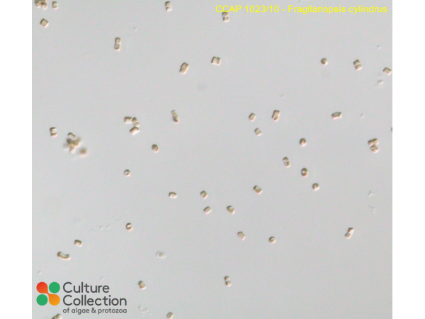 Fragilariopsis cylindrus