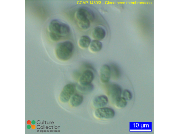 Gloeothece membranacea