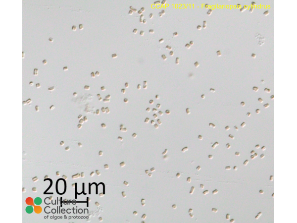 Fragilariopsis cylindrus