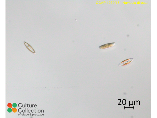 Navicula directa
