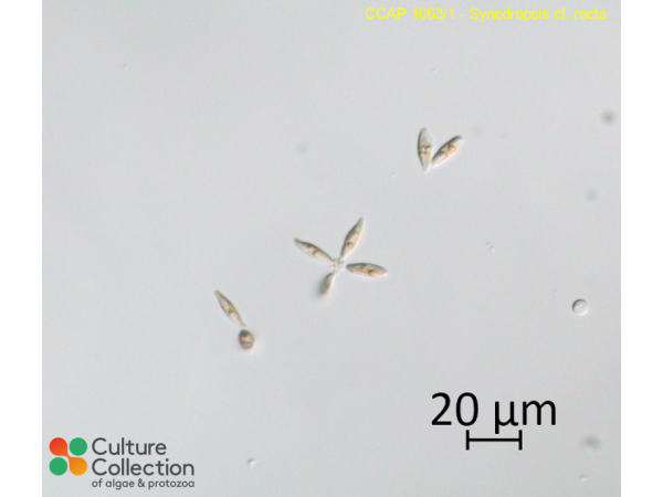 Synedropsis cf. recta