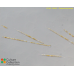 Proboscia inermis