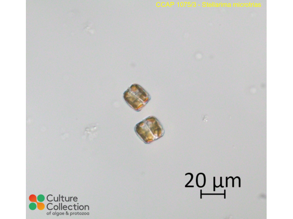 Stellarima microtrias
