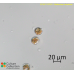 Stellarima microtrias