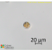 Stellarima microtrias