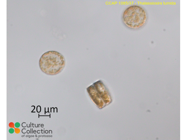 Thalassiosira tumida