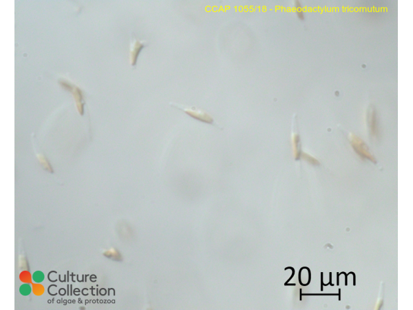 Phaeodactylum tricornutum