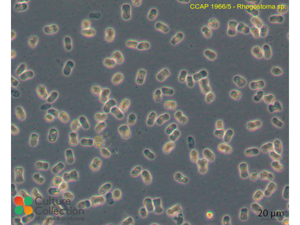 Rhogostoma sp.