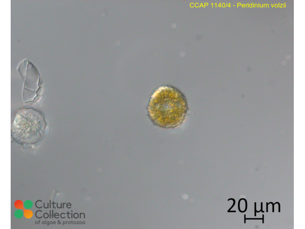 Peridinium volzii