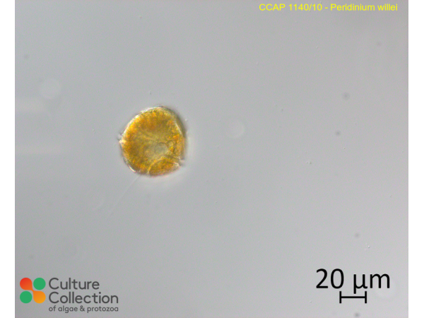 Peridinium willei