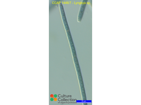 Lyngbya sp.