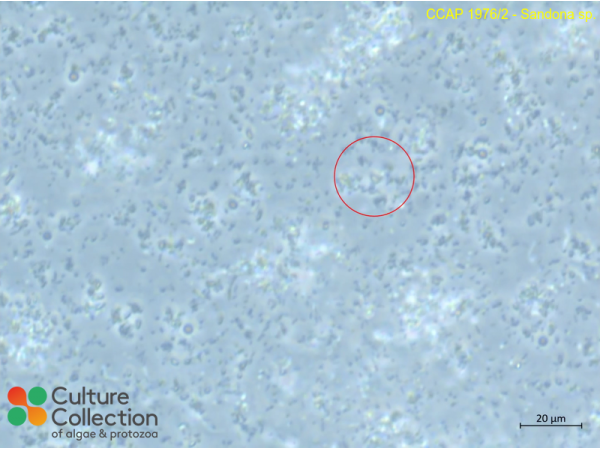Sandona sp.