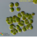 Chlorella vulgaris