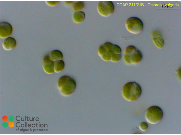 Chlorella vulgaris