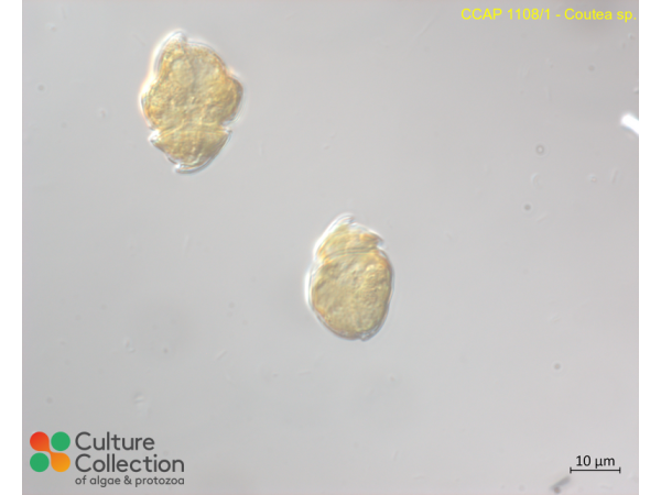 Coutea sabulosa