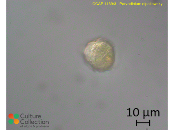 Parvodinium elpatiewskyi