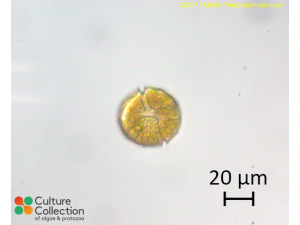Peridinium cinctum