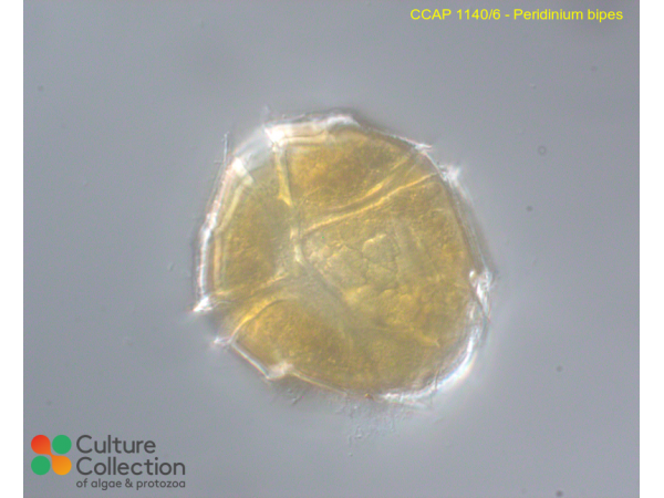 Peridinium bipes
