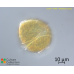 Peridinium bipes