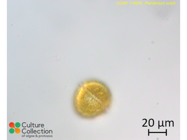 Peridinium volzii