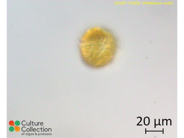 Peridinium volzii