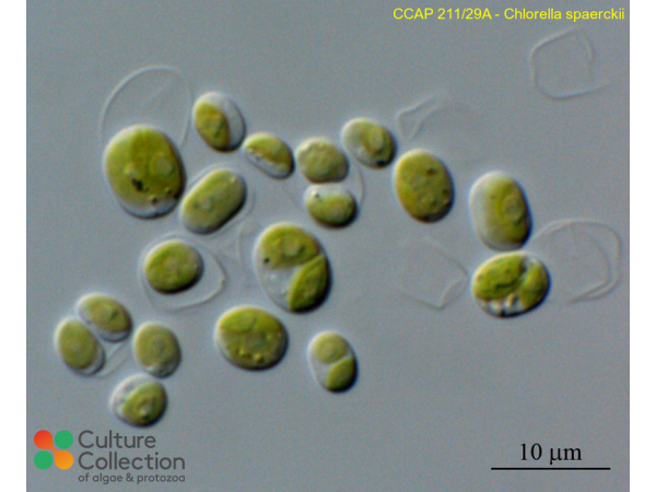 Droopiella spaerckii