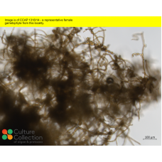 Saccharina latissima