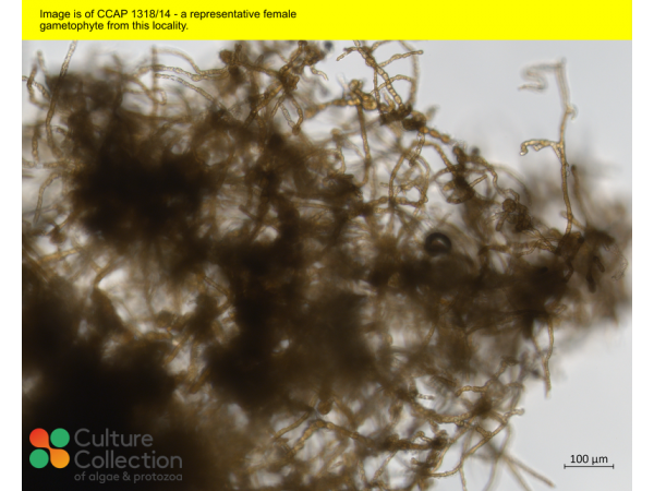 Saccharina latissima Saccharina latissima