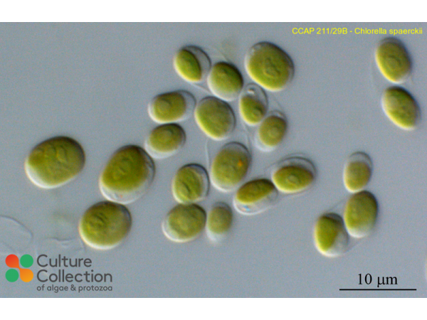 Droopiella spaerckii