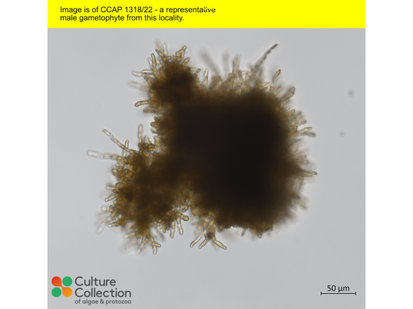 Saccharina latissima Saccharina latissima