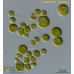 Chlorella sp.