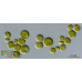 Chlorella sp.